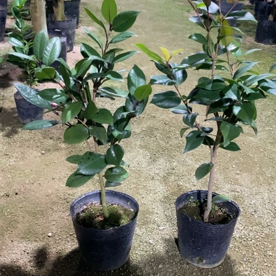 当前无花栽培后可以开花