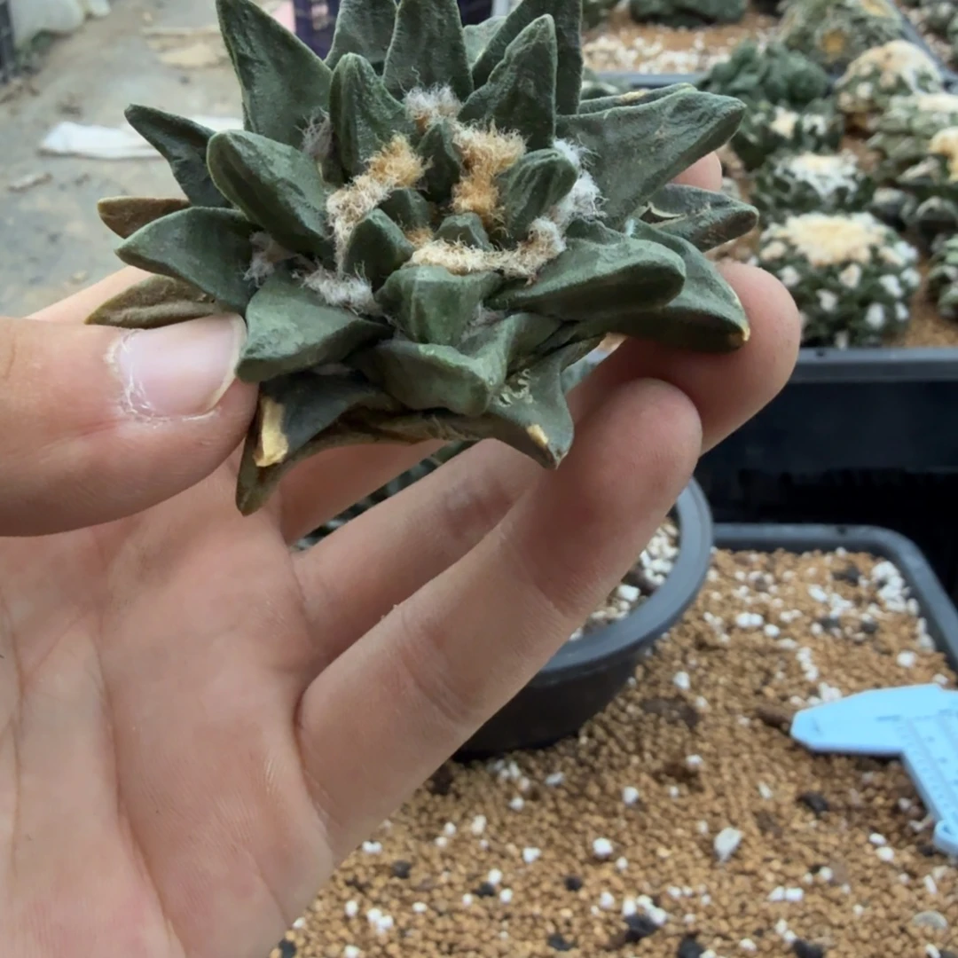 俺***也仙人球开花一个福利品有跟