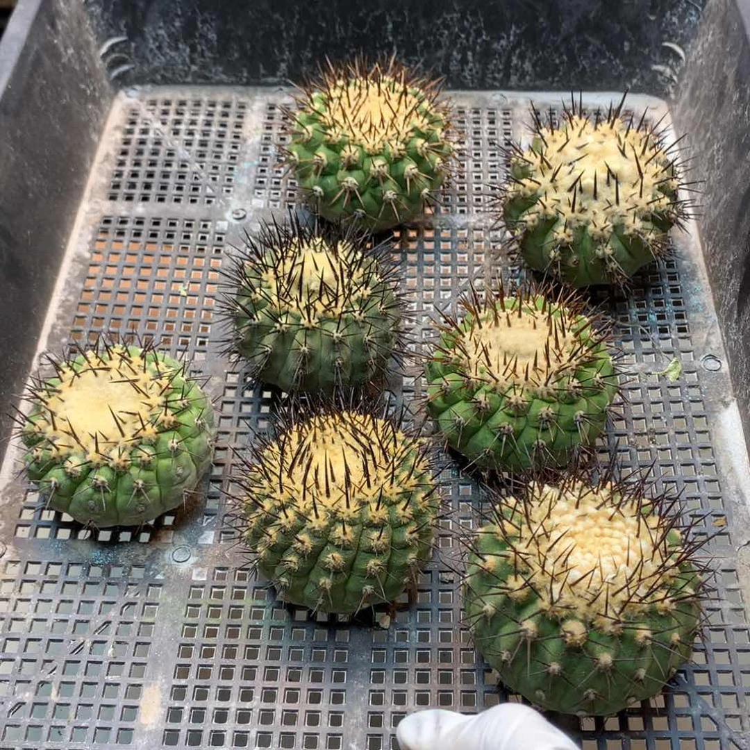 黑刺 孤龙 整体 8公分起发(无根无木心)