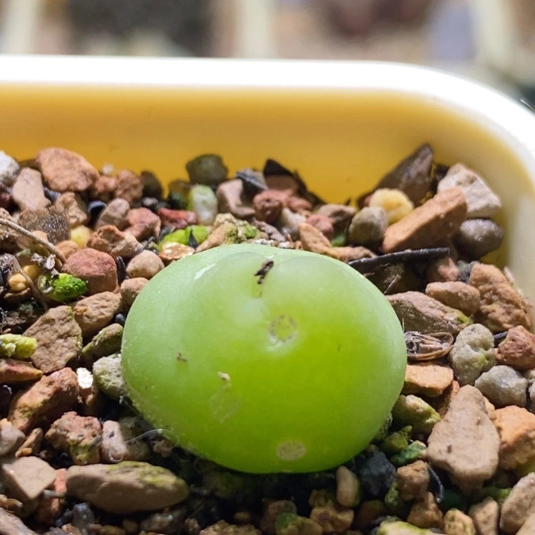 一颗好看的大葫芦