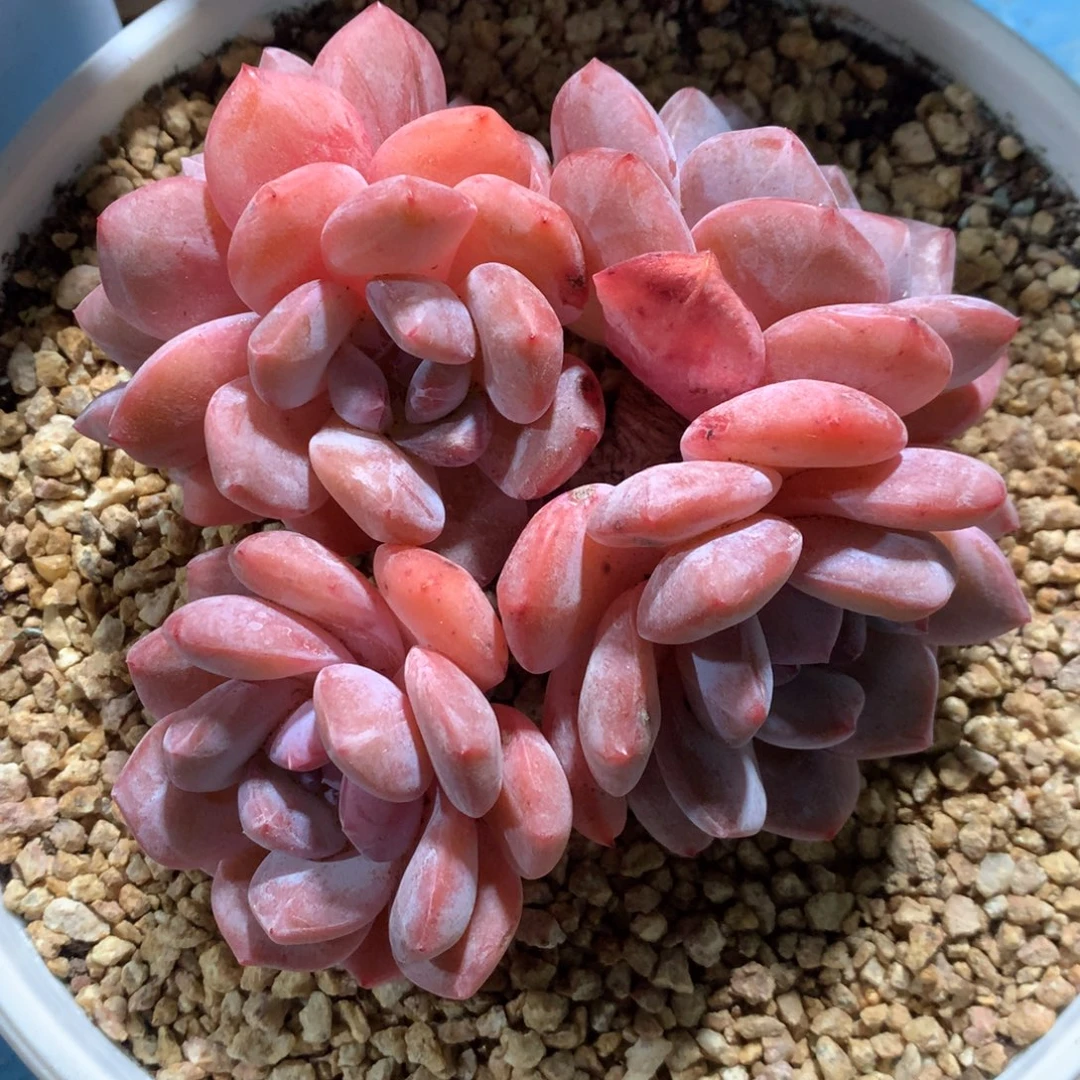 712崔崔多肉新疆西藏内蒙不包邮