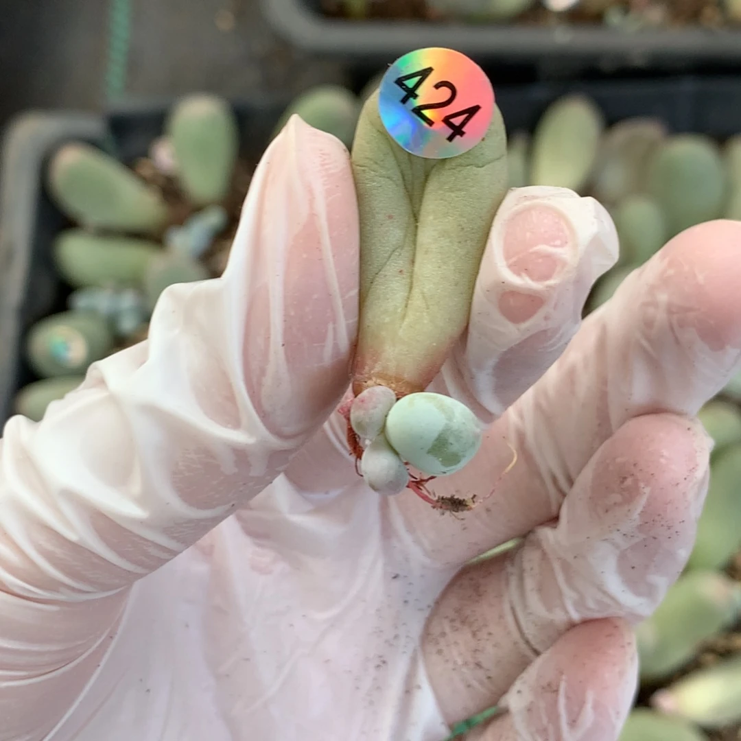 米可叶插哈哈哈哈哈哈哈哈哈424
