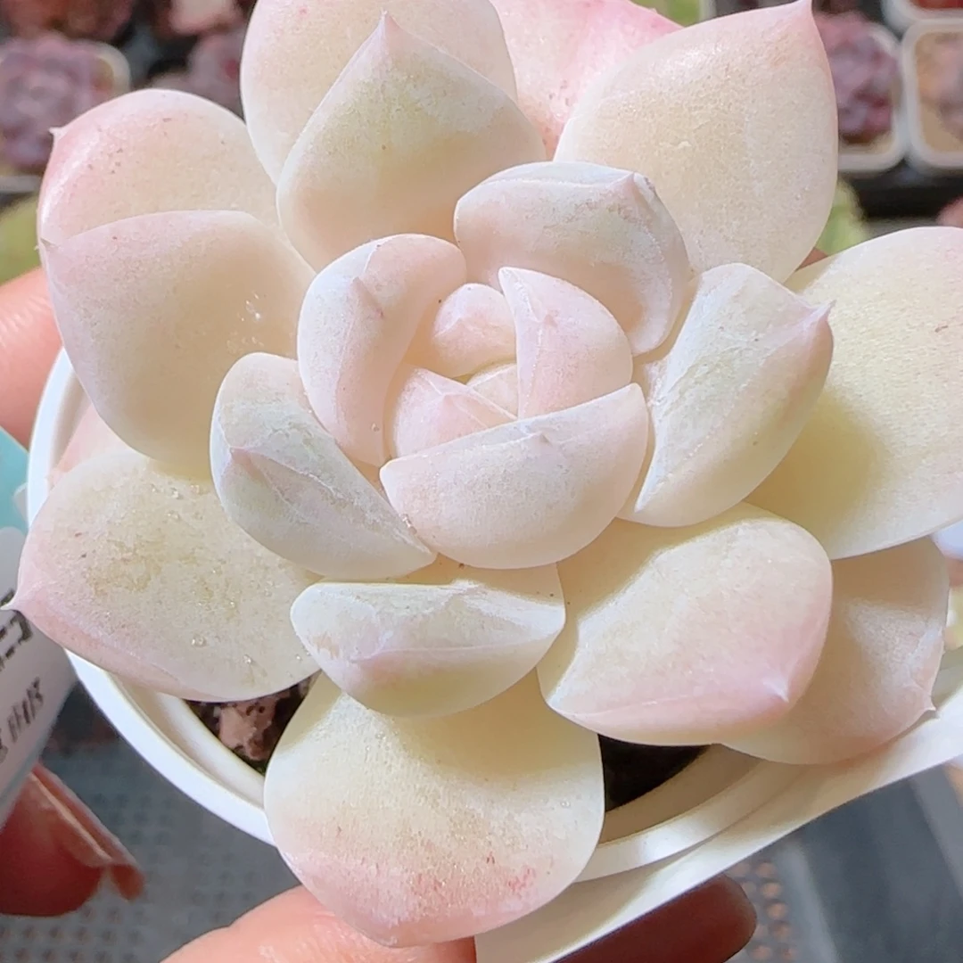 话多肉肉1205-91溏心