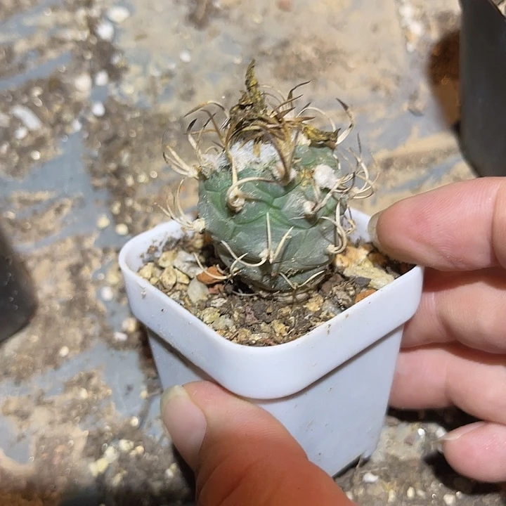 无花朵娇丽一物一拍
