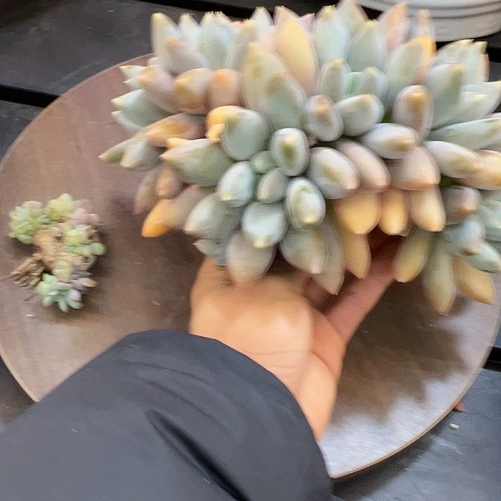 宫***建哥特一颗肉肉看看