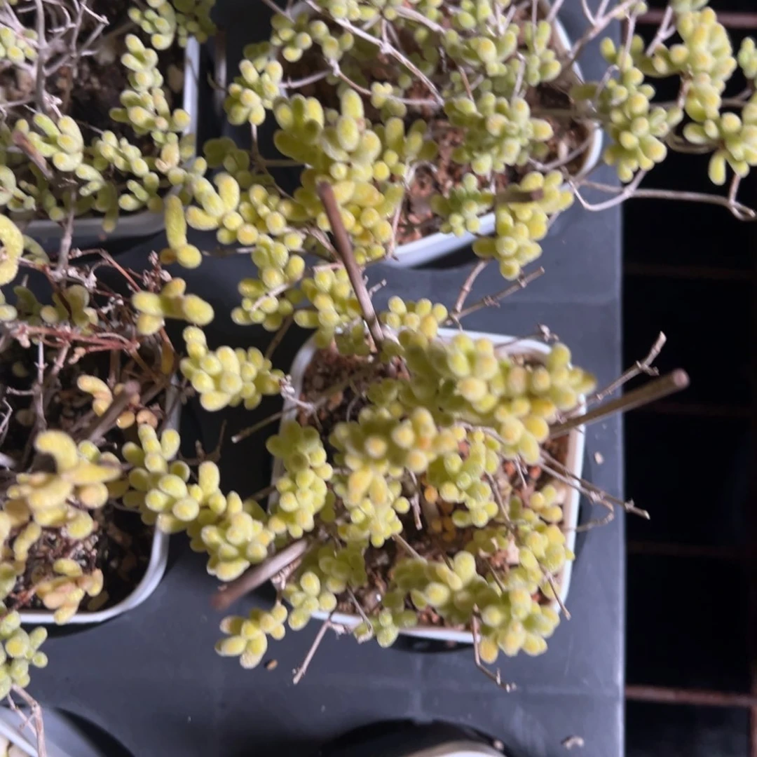 冰晶杂65杯福利老桩