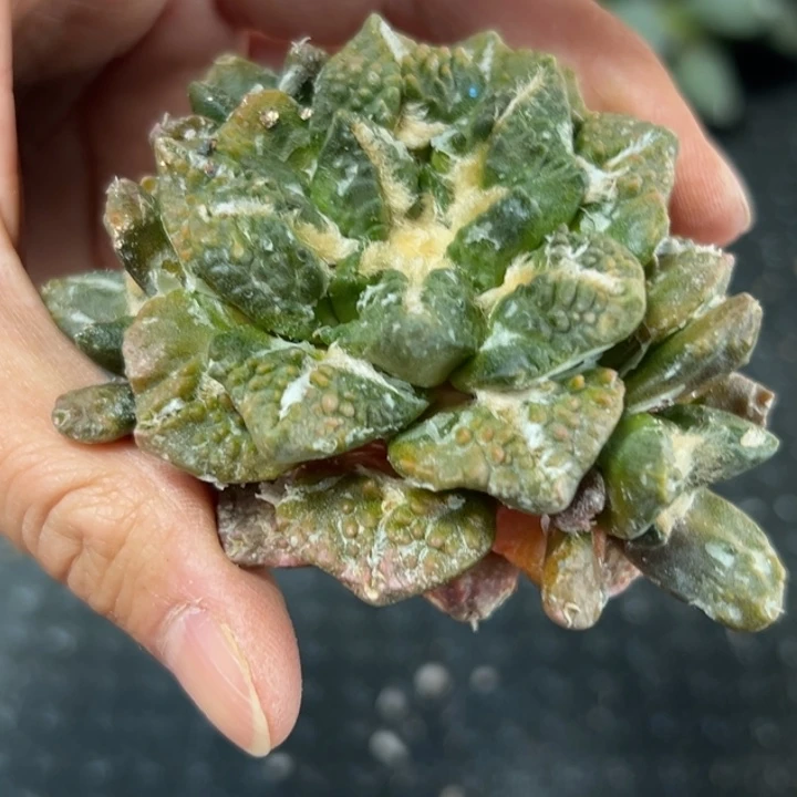 421仙人球的故事是