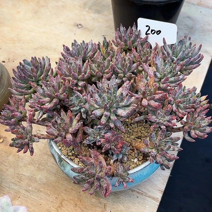 多肉植物，炫彩星200号