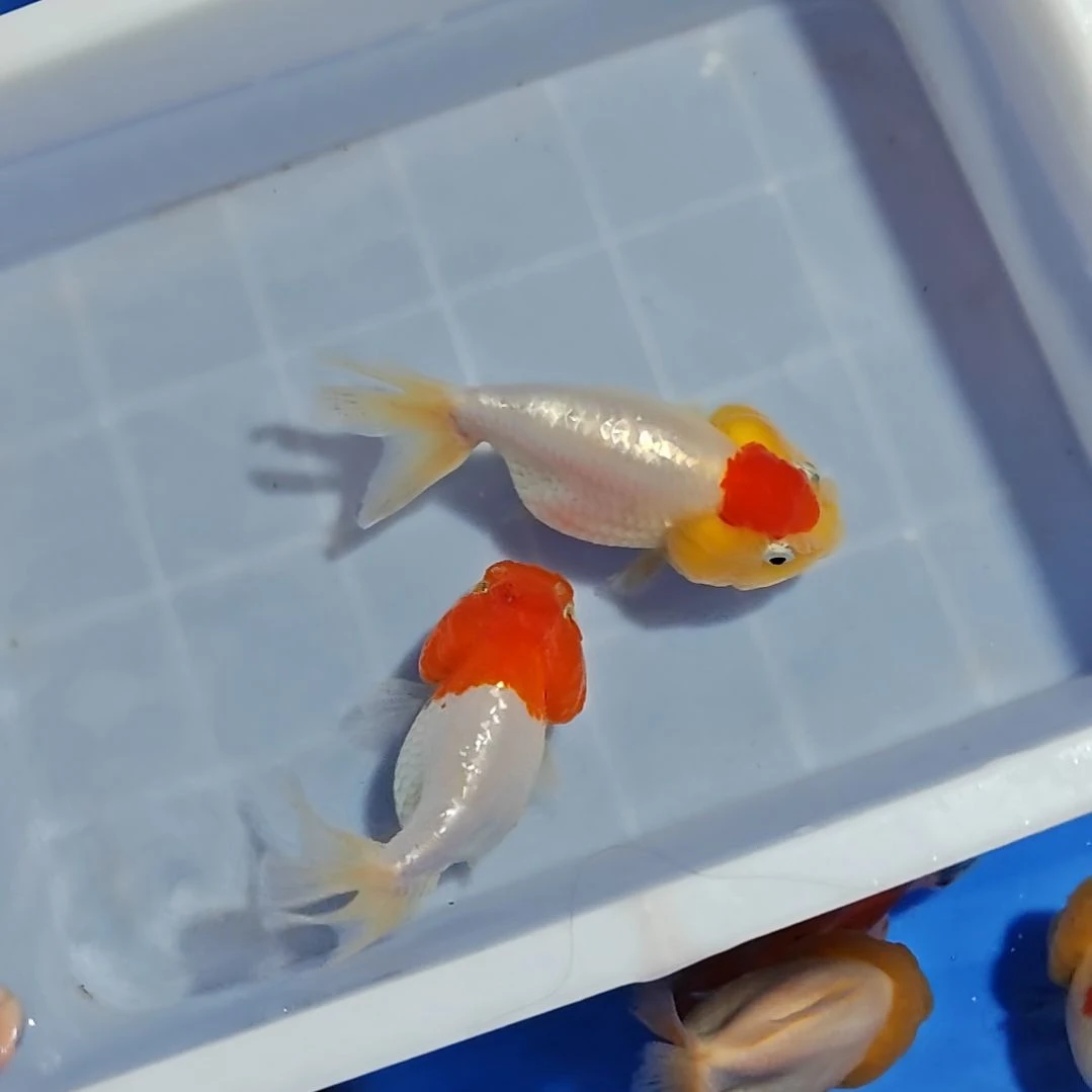 金鱼泰狮金鱼冷水好养