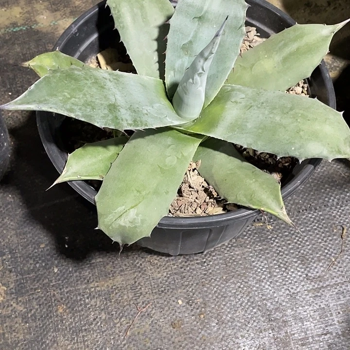 无花朵麦格纳257899