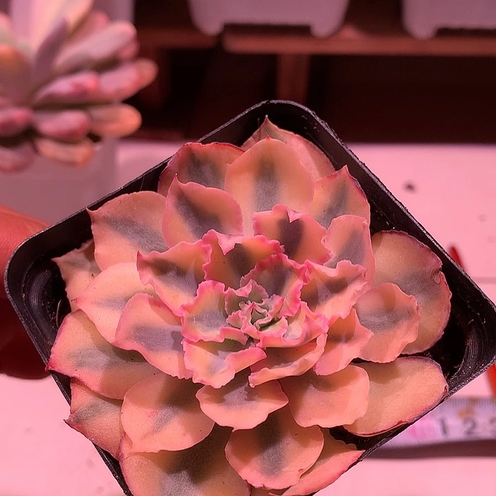 不知名锦锦锦锦锦锦锦锦