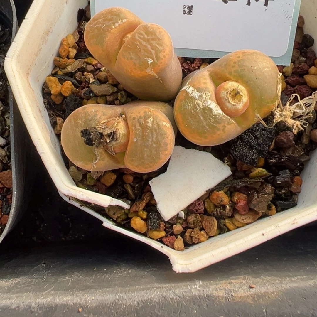 叶***宝15-151肉锥多肉植物，