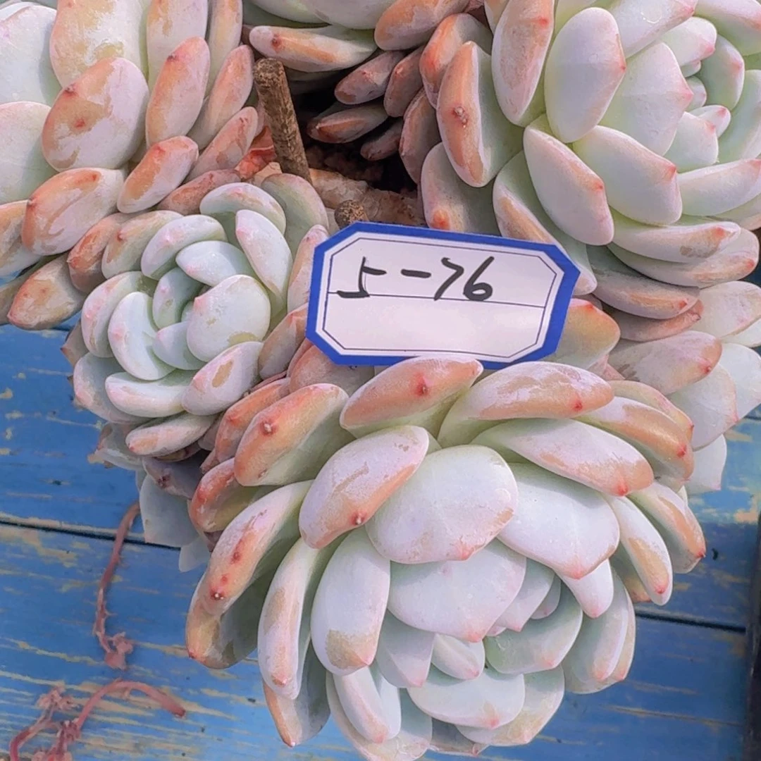 5-76星影凡艺多肉
