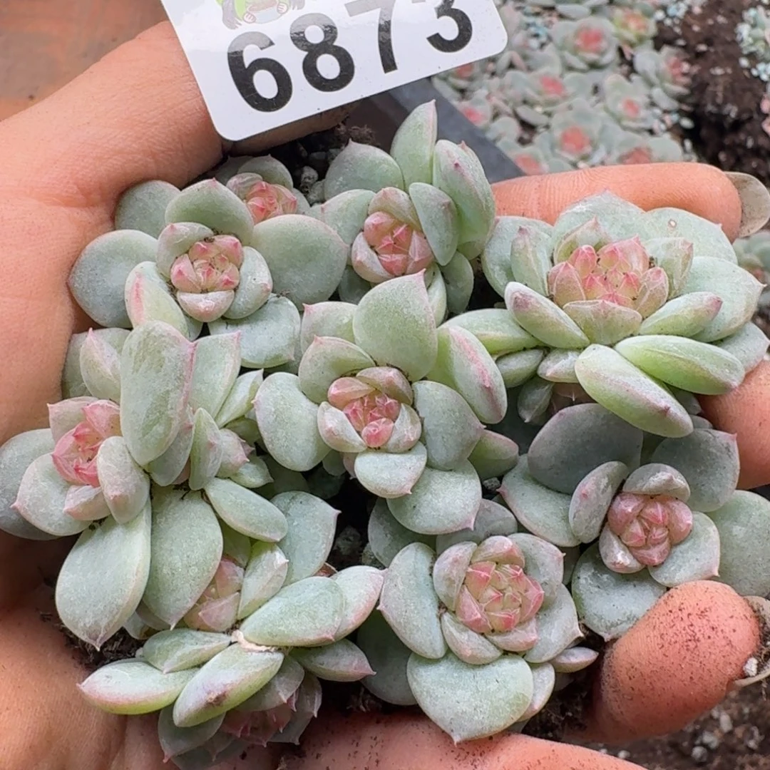 多肉植物多肉植物