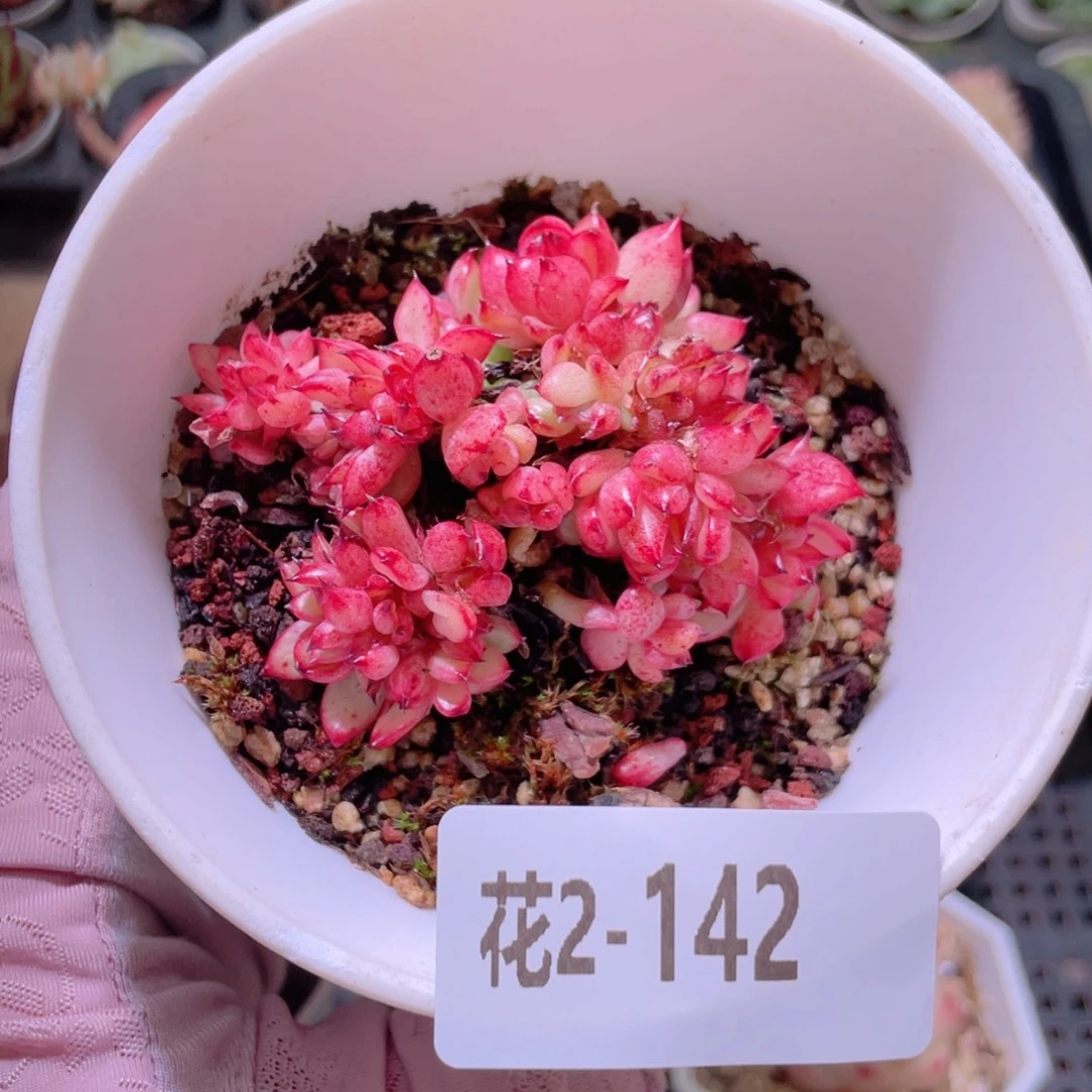 花利美2-142新品缀化