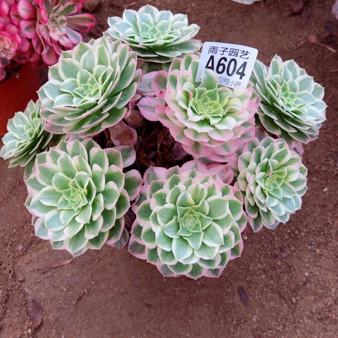 604海王尺寸20左右特价