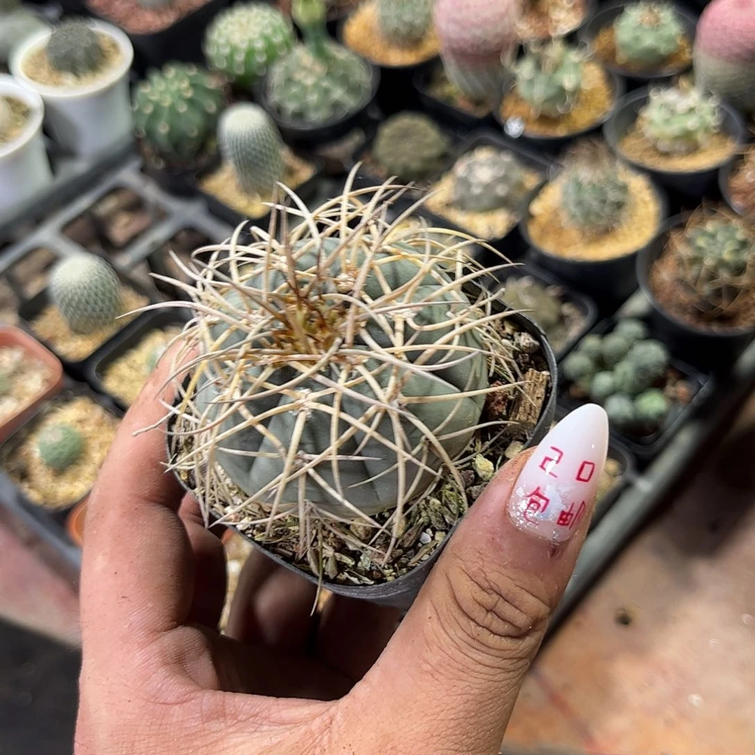 就这个死样子单头发货有根