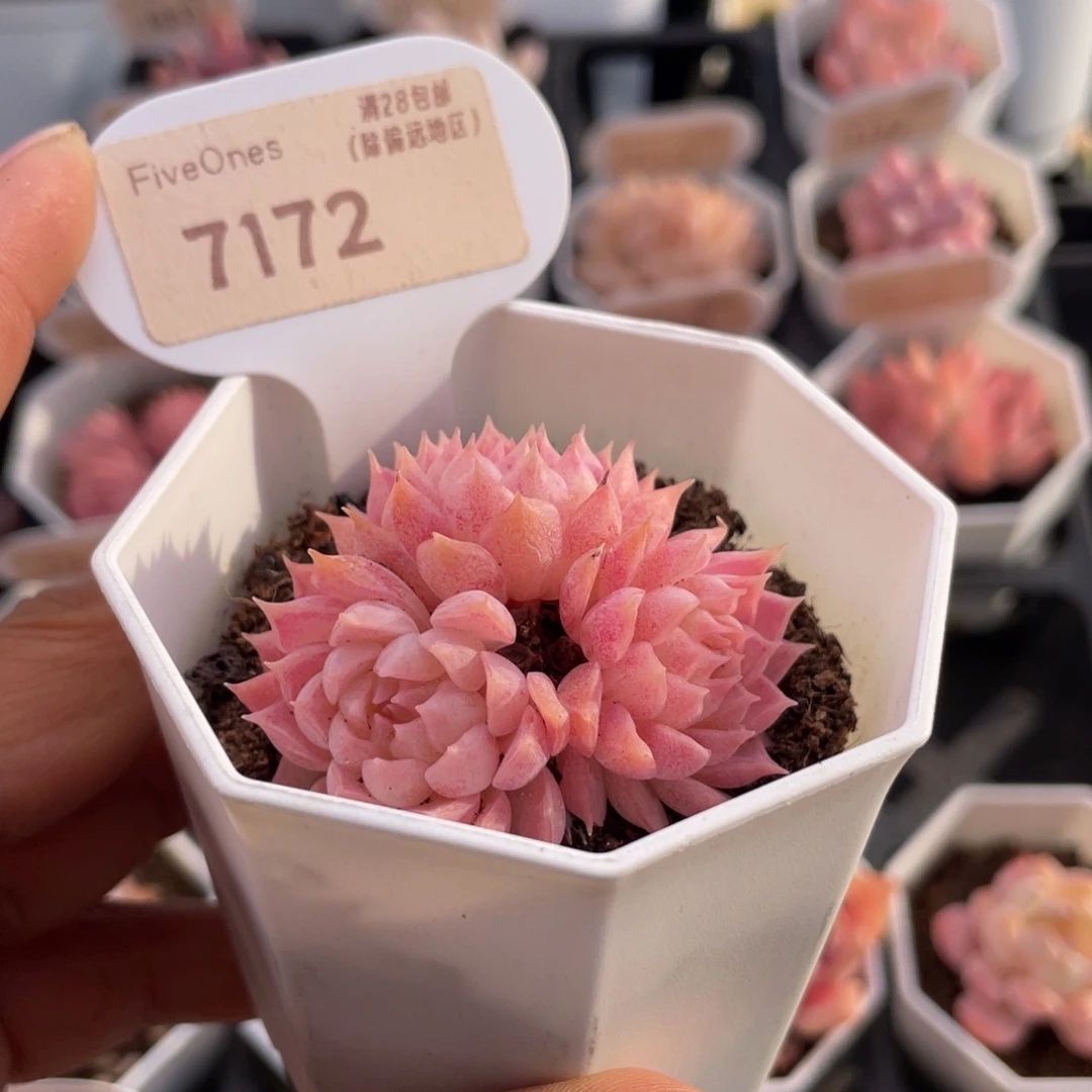 朱砂痣7172-5.0厘米