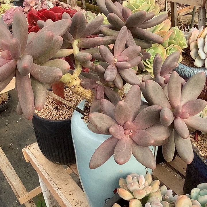 多肉植物肉肉植物