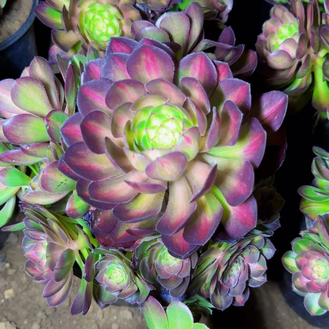 正儿八经荔枝中班满20包邮