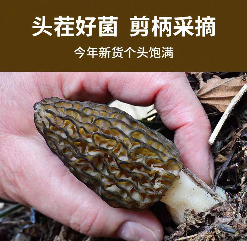 【羊肚菌】精品头茬  基地现摘现称现发  顺丰包邮