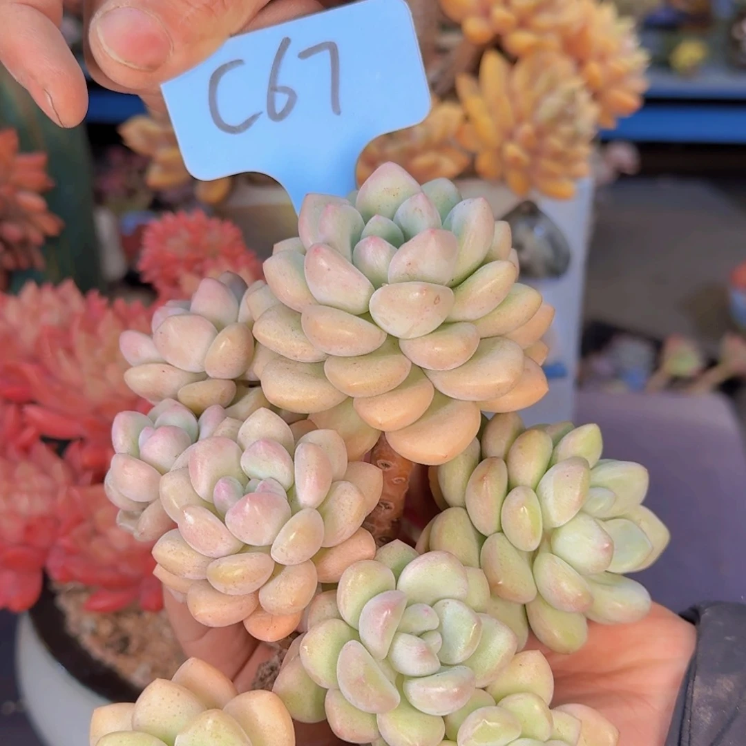 多肉植物的生长发育