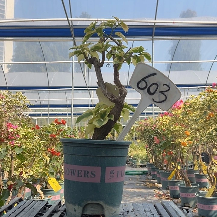 当前无花栽培后可以开花 福利 金边宫粉 原生树头 603