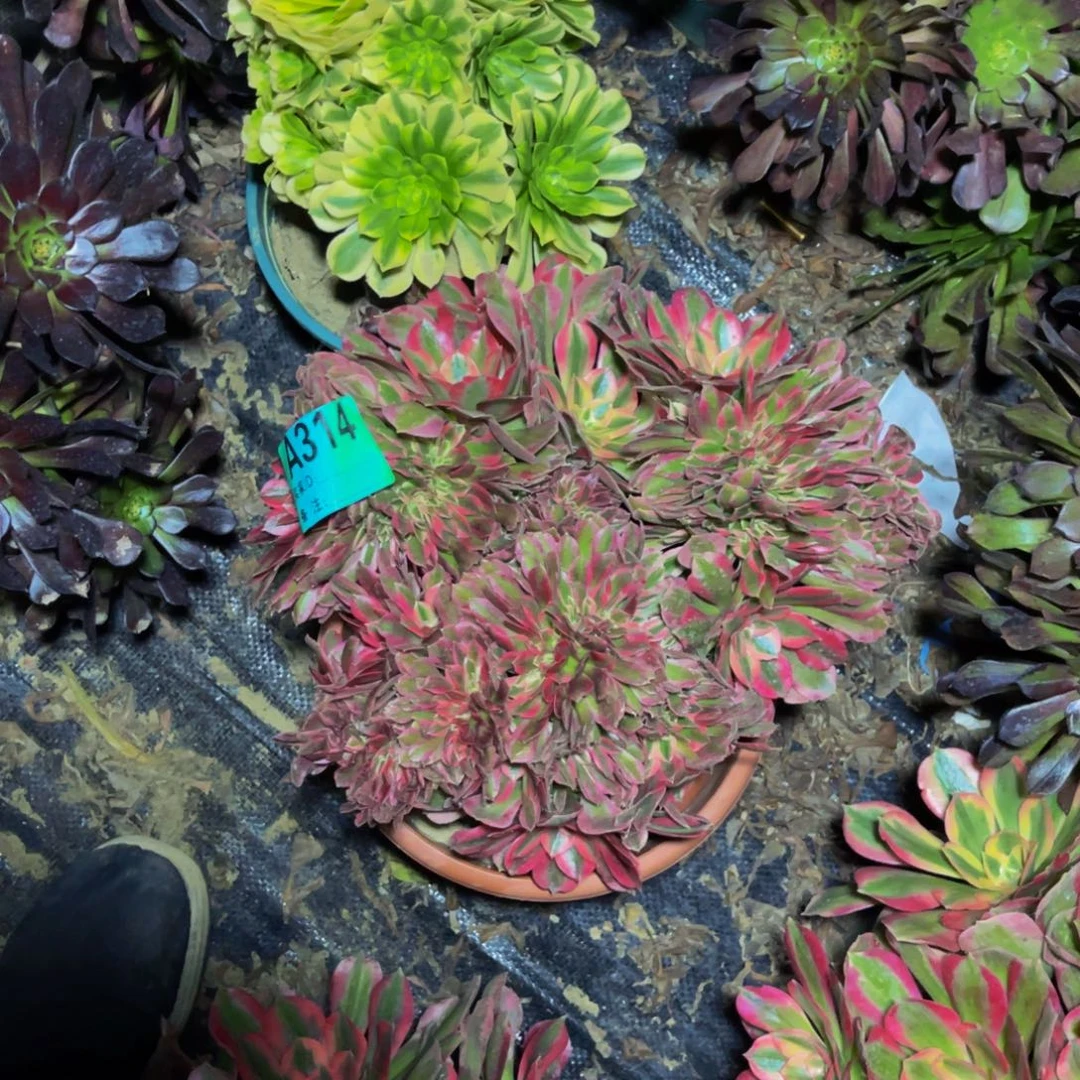 粉女郎缀化法师1-29