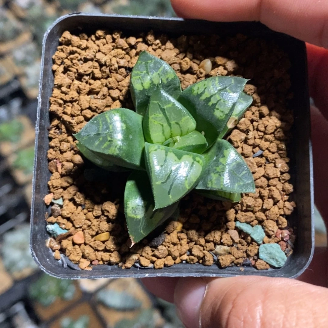 847 十二卷一颗下播福利。