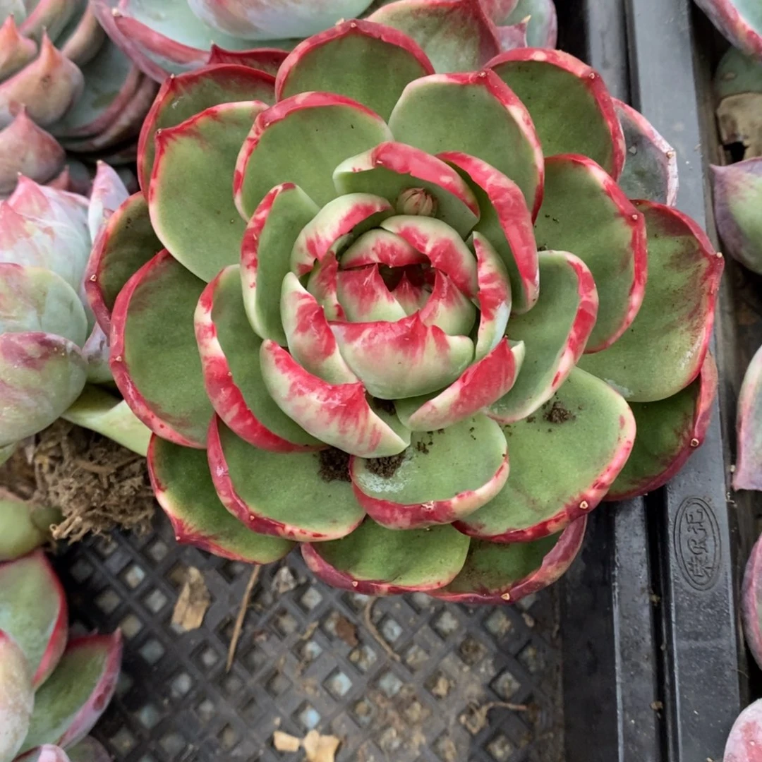 风***绿            84。