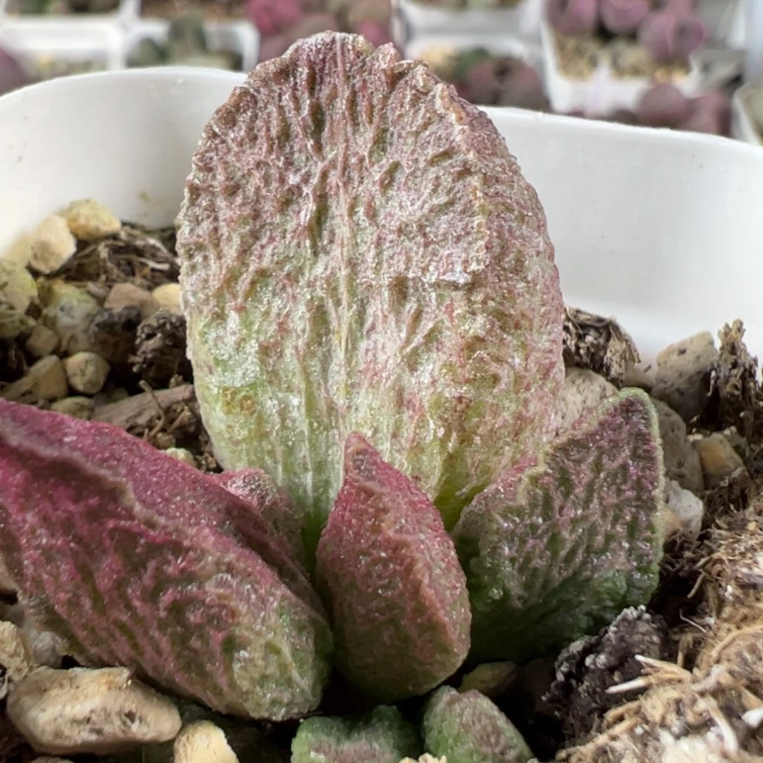 w纹路款实生新品多肉植物