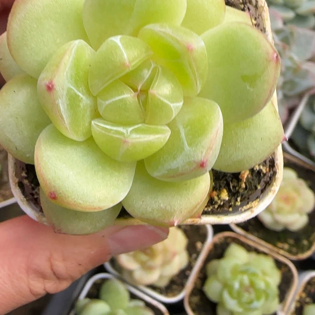 东篱下多肉植物哈哈哈哈