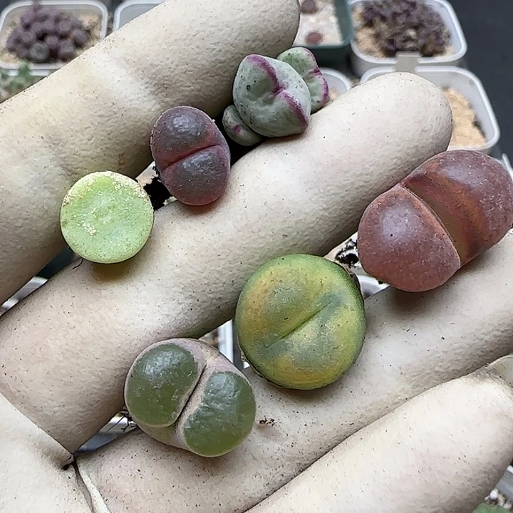 0027福利福利福利福利