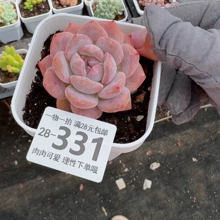 奶盖多肉无盆土发货多肉多