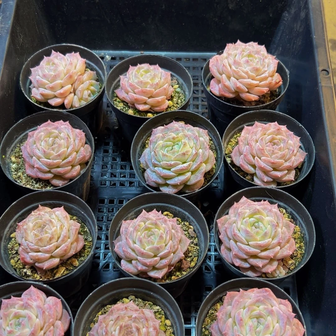 136；我的手机呀我在你的