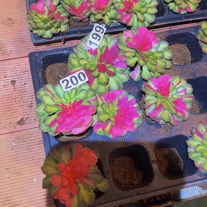 纯***199。 200.多肉植物和发