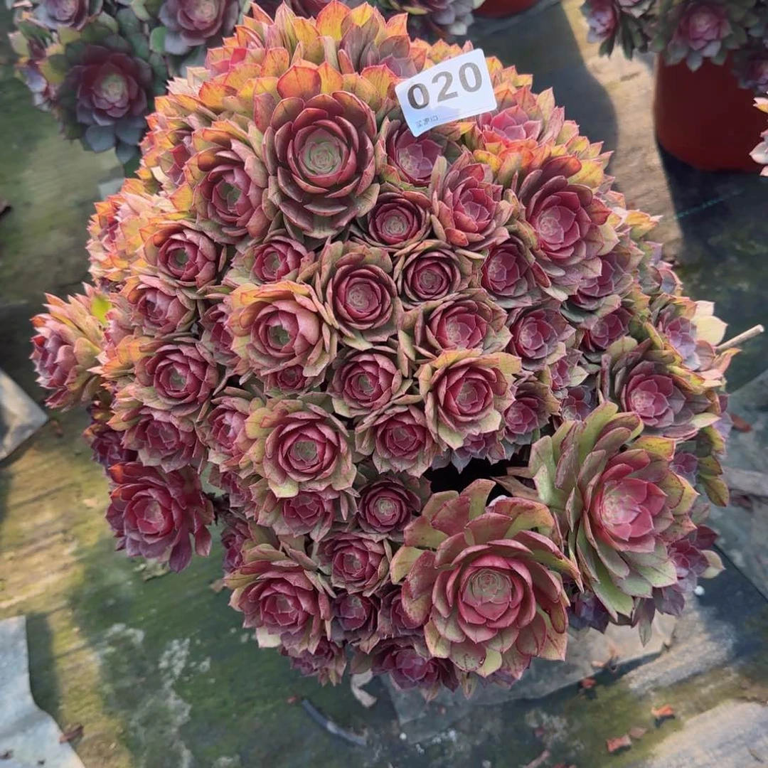 兰*?020多肉植物生长