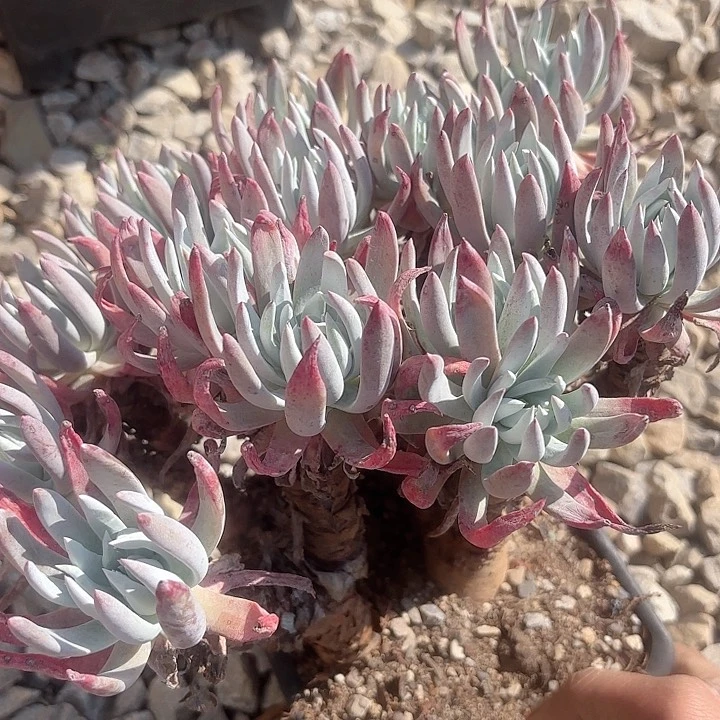 仙女杯多肉植物提取