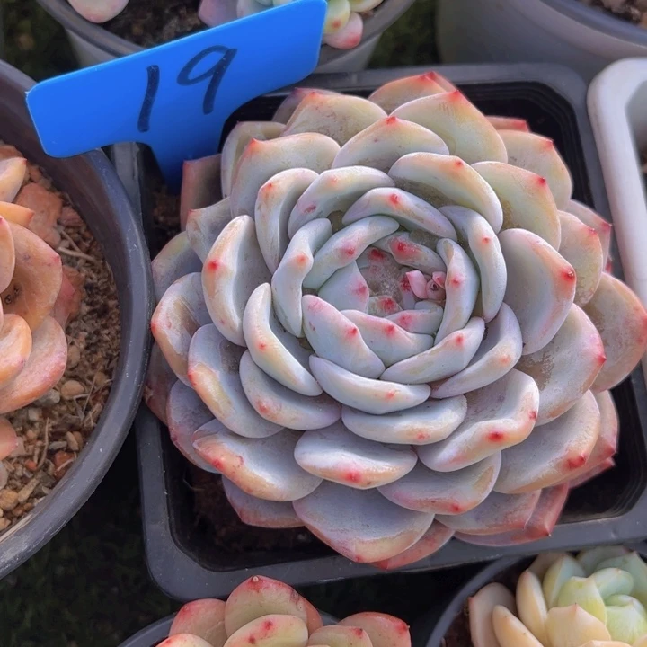 健健康康平平安安