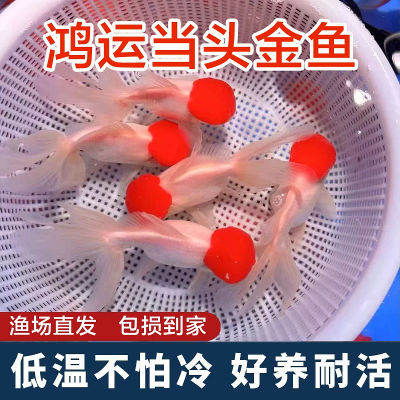 【10条】鹤顶红鸿运当头金鱼淡水小型冷水观赏鱼好养耐活