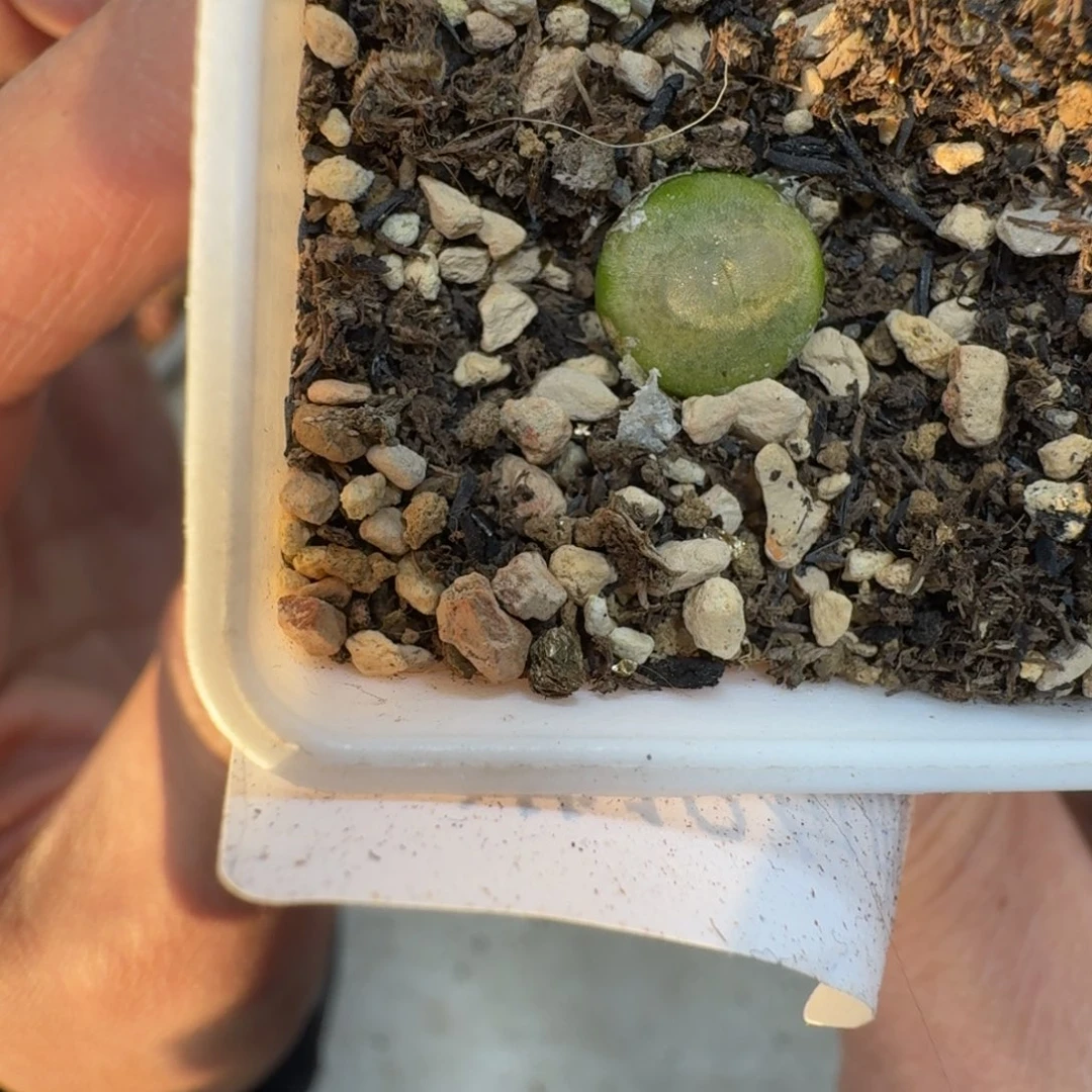 圆*圆F129。小拉登一颗