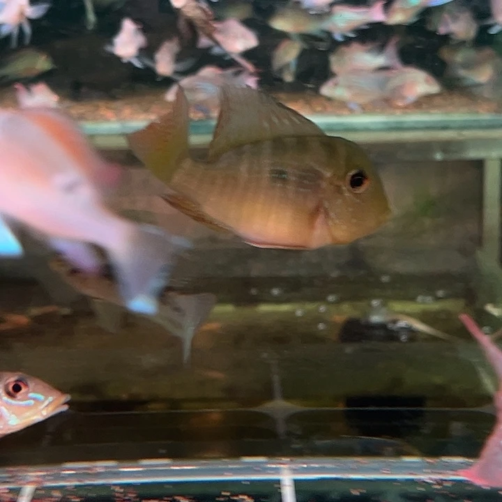 a***9慈鲷鱼8-10和尚公鱼1只