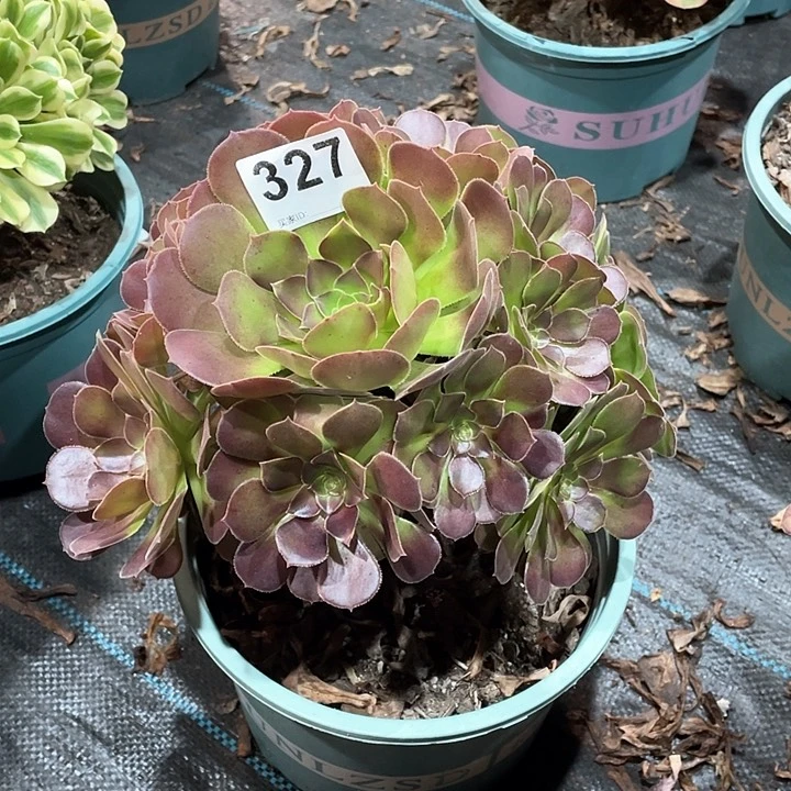 荷兰玫瑰327   冠幅22