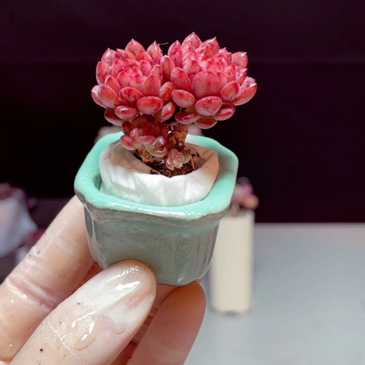 红宝石样品1颗带盆发货