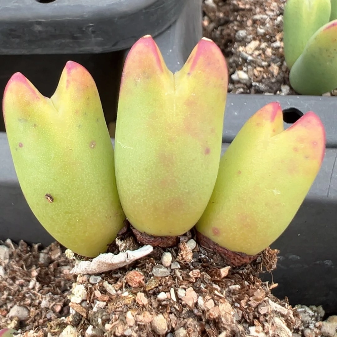 黄体龙猫将 肉锥植物