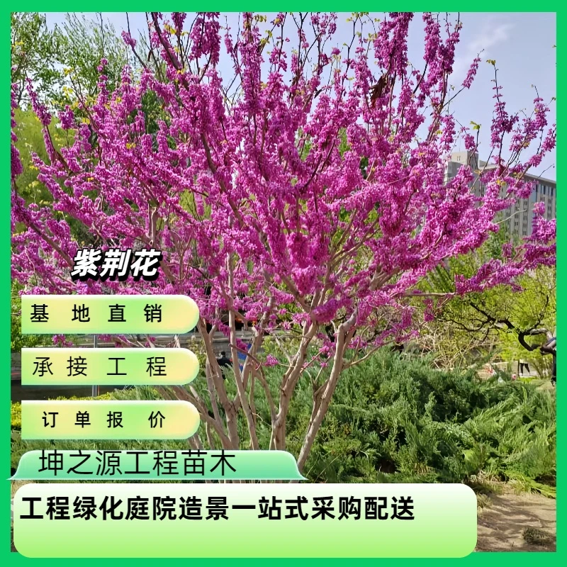 紫荆花树苗室外庭院开花紫荆树苗耐寒绿化工程苗室外花卉花园绿植