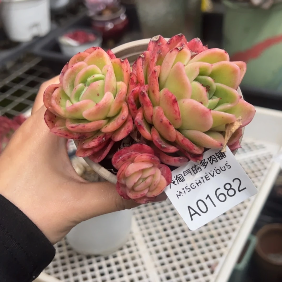 冰玫瑰一物一拍1682