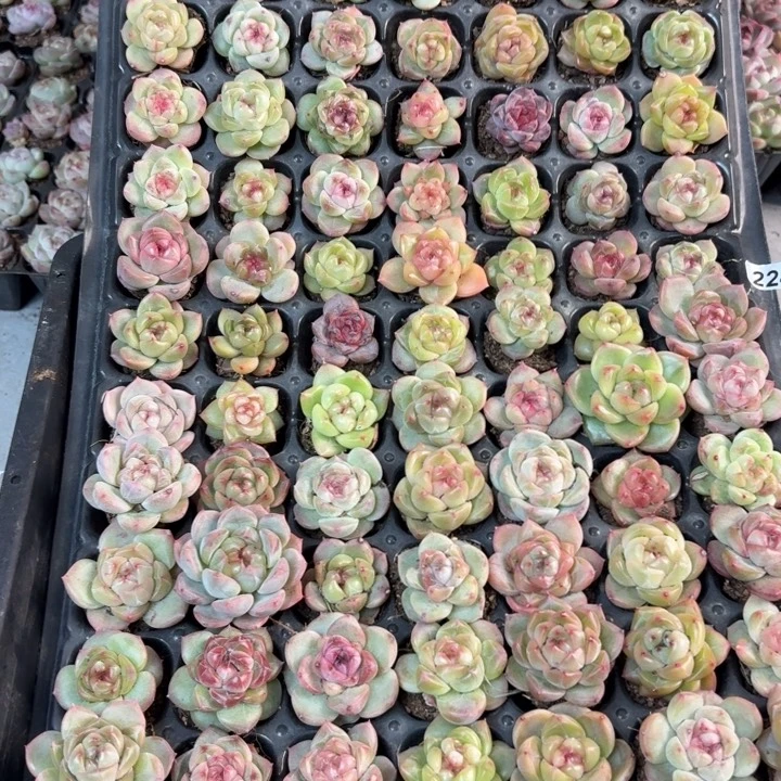 天***师精品直播一单包邮224