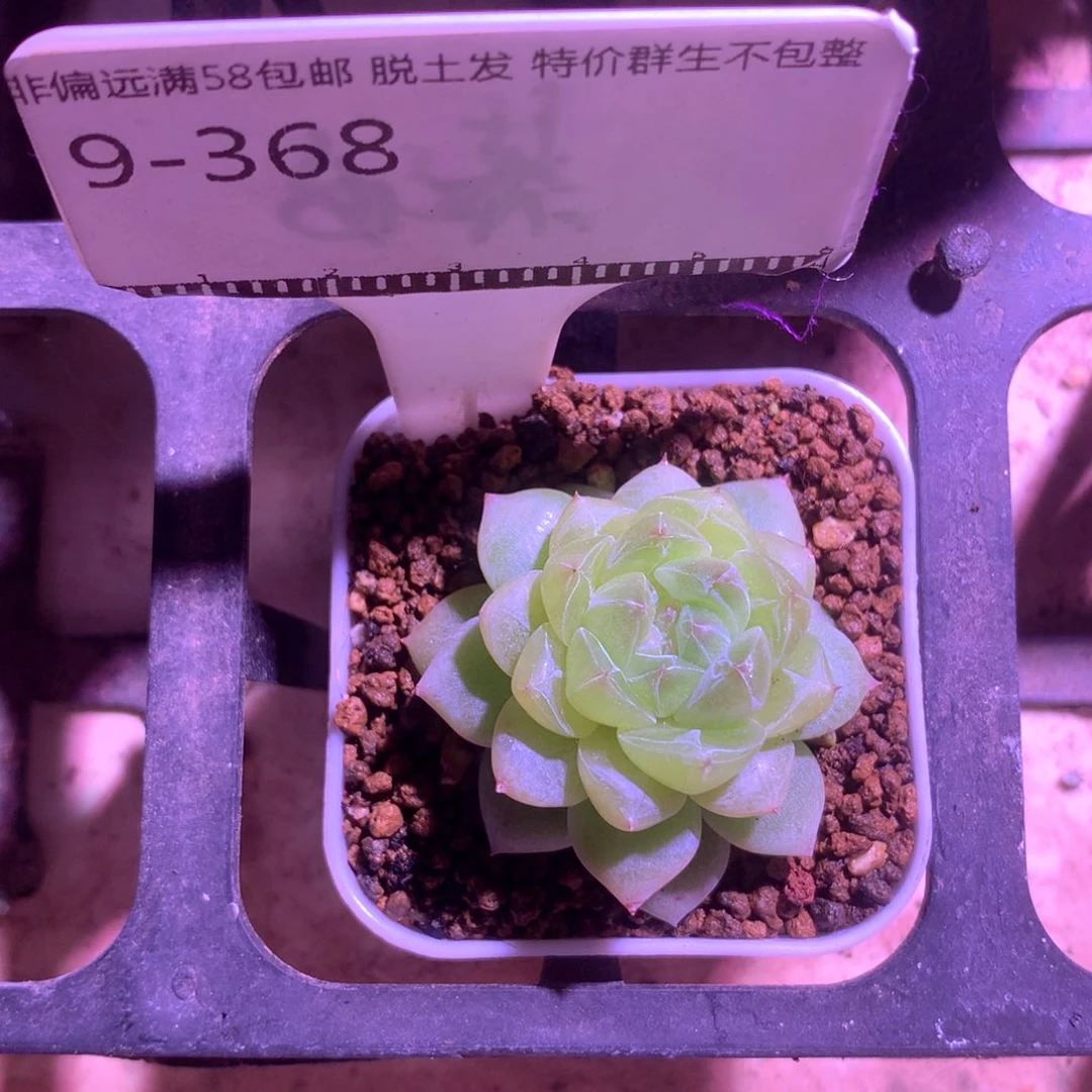 编号珍妮优选58包邮