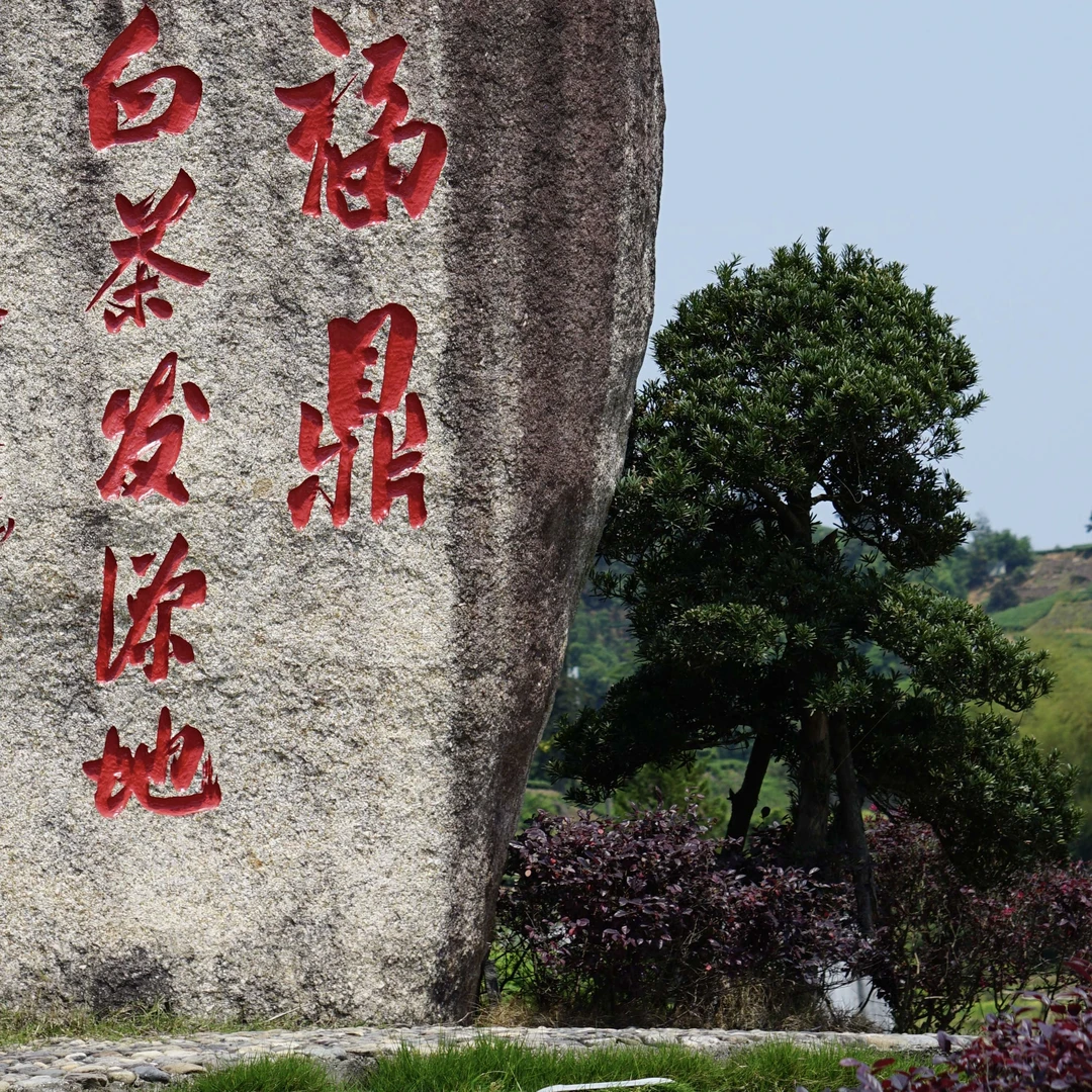 雲月香陈皮白茶珍藏秘境180g